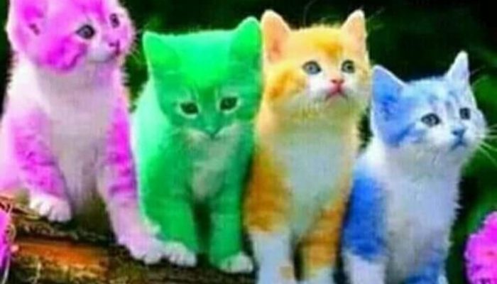 Jelang Natal 2025 : Ketika Perbedaan Pendapat Menemukan Ruang Damai